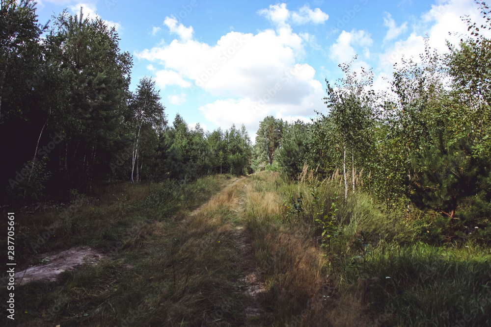 Footpath in beautiful forest Footpath in beautiful forest