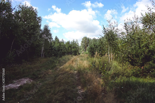 Footpath in beautiful forest