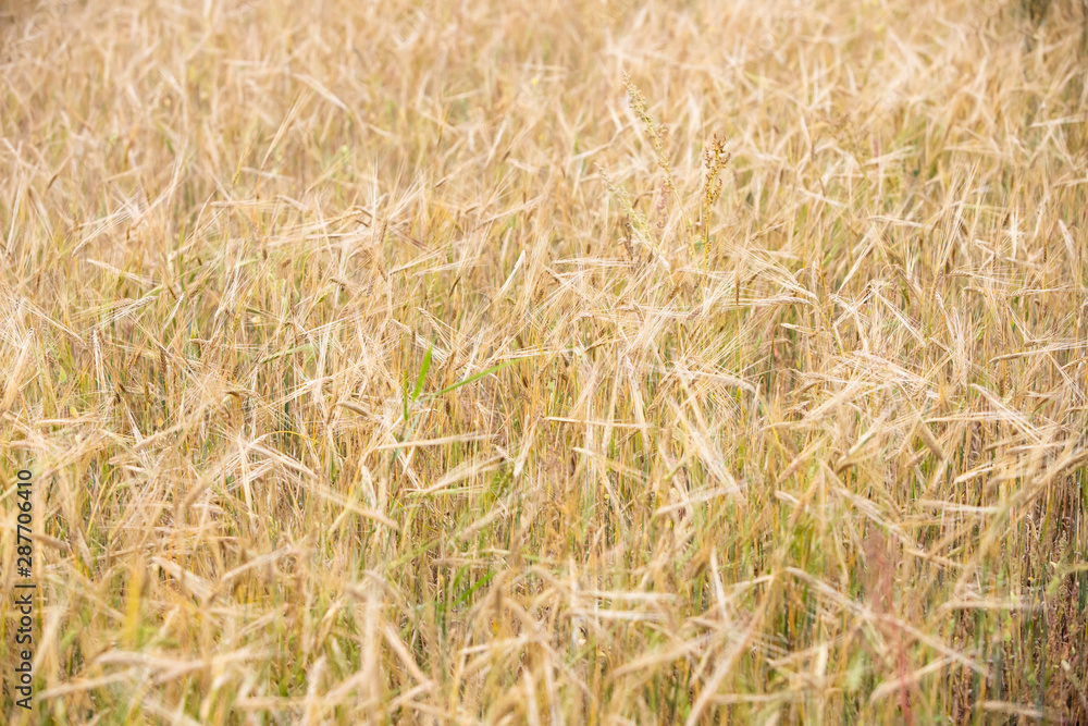 Fototapeta premium Young wheat grows on the field.