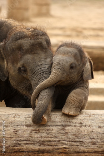 Elefantenkinder im Zoo  s    e Tierkinder  Elefant kuschelt mit Geschwisterlichen  R  ssel liegen   bereinander