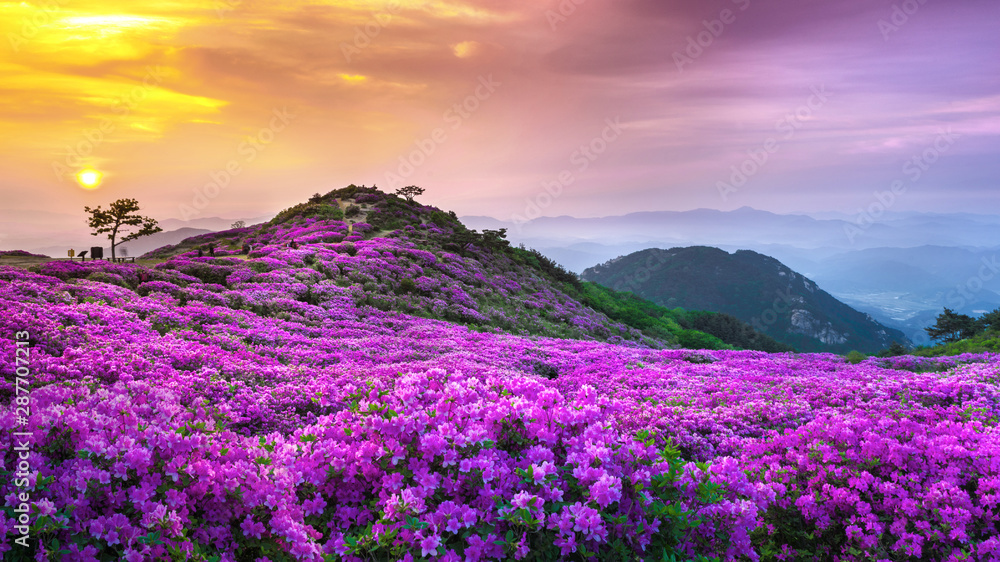 Fototapeta premium 황매산철쭉의 분홍색 물결