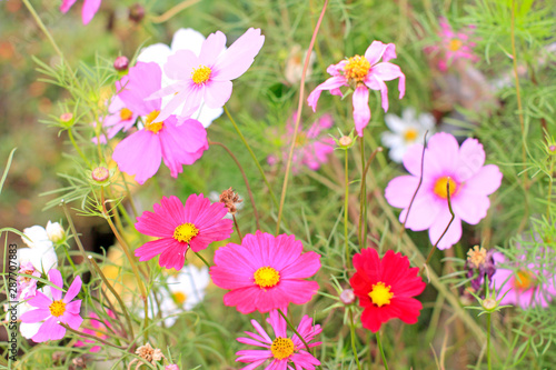 a Cosmos flower on a green background