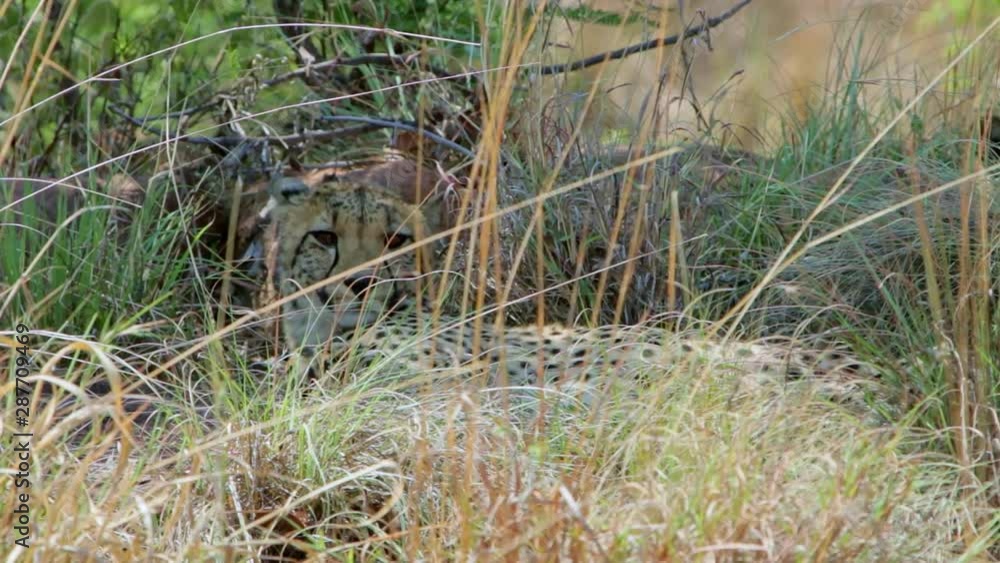 Female cheetah laying in tall grass in South Africa. Female cheetah laying in tall grass in South Africa.