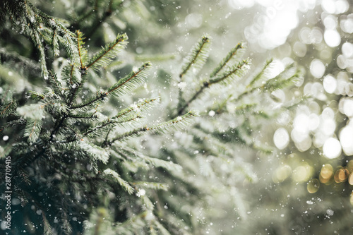 Closeup of Christmas tree with light, snow flake. Christmas and New Year holiday background with copy space. Fir branches in snow  and festive bokeh. © Nadya Vetrova