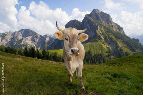 geh  rnte Kuh auf Almwiese mit Aggenstein im hintergrund