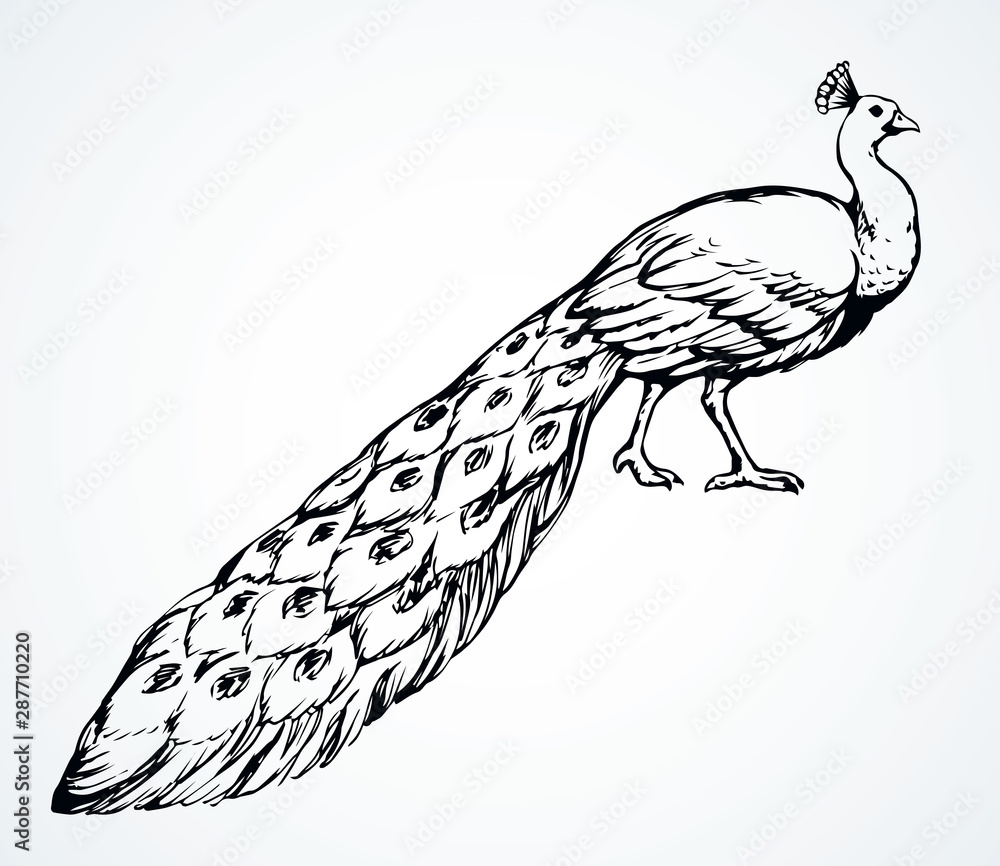 Beautiful peacock Drawing|Beautiful Drawing|How to draw peacock easy|Peacock  Drawing Easy|National Bird Drawing|#birddrawing|#peacock Drawing step by  step|#drawing |#nskdrawing |#nskhomeideas | Beautiful peacock Drawing|Beautiful  Drawing|How to draw ...