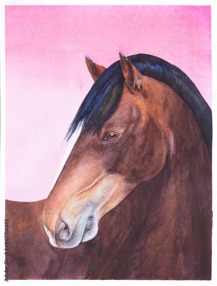 Fototapeta Watercolor drawing dark brown horse on the pink background
