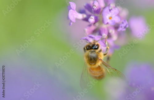 close on a honey bee on a lavender in a garden