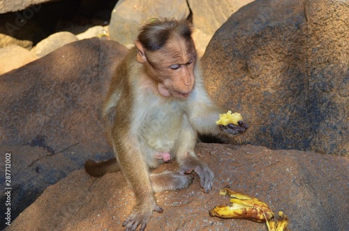 monkey eats banana