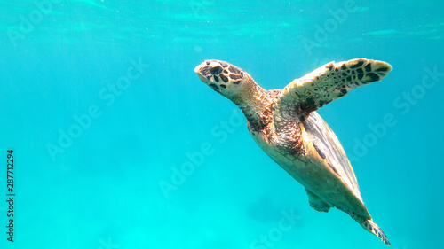 cute green sea turtle  Chelonia mydas  swim swims in turquoise water in a lagoon of red sea  Marsa Alam  Egypt