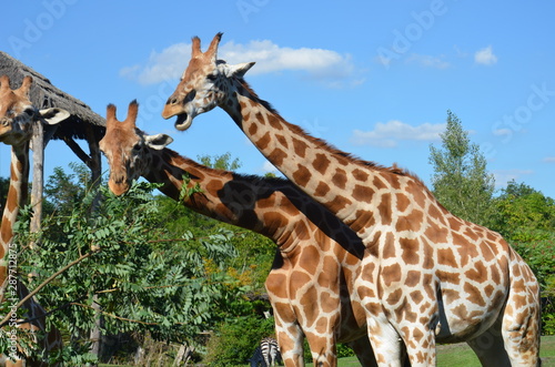 Photography giraffes in zoo