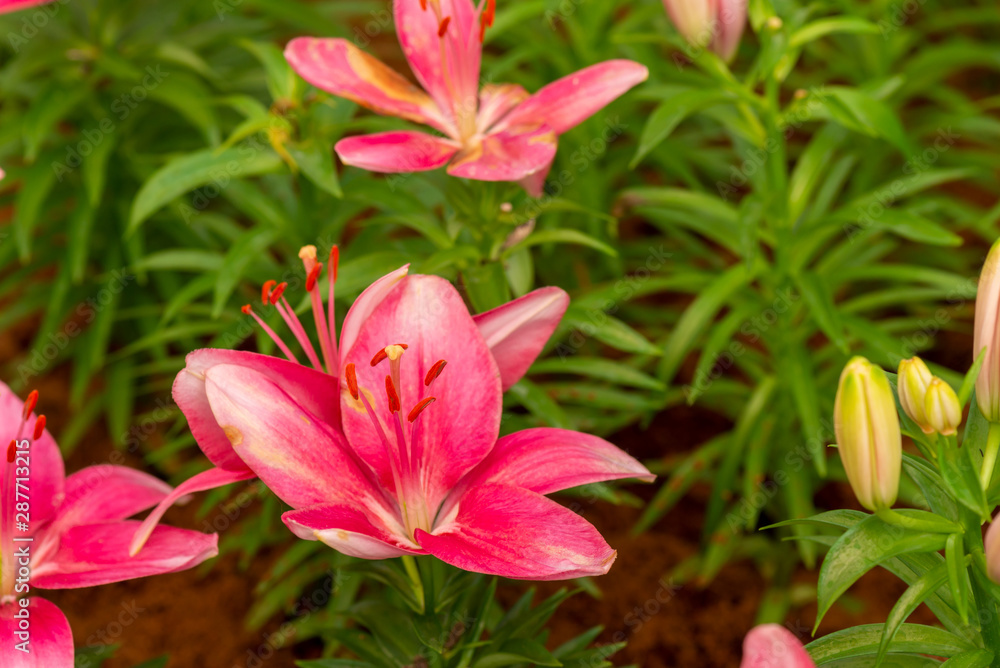 Lily flowers. Beautiful lily flower in lily flower garden. Lily Lilium hybrids flower. Lily flower. Spring flowers of lily. Closeup of lily spring flowers. Lily flower for design. Lily flowers. Beautiful lily flower in lily flower garden. Lily Lilium hybrids flower. Lily flower. Spring flowers of lily. Closeup of lily spring flowers. Lily flower for design.