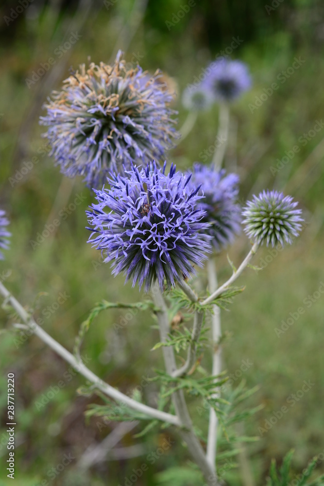 field flowers field flowers