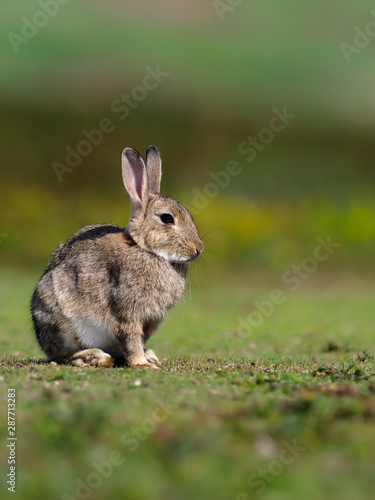 Rabbit, Oryctolagus cuniculus, © Erni