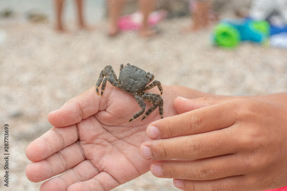 Grey crab sitting on the child’s hand. White European child is holding in hand a small crab 