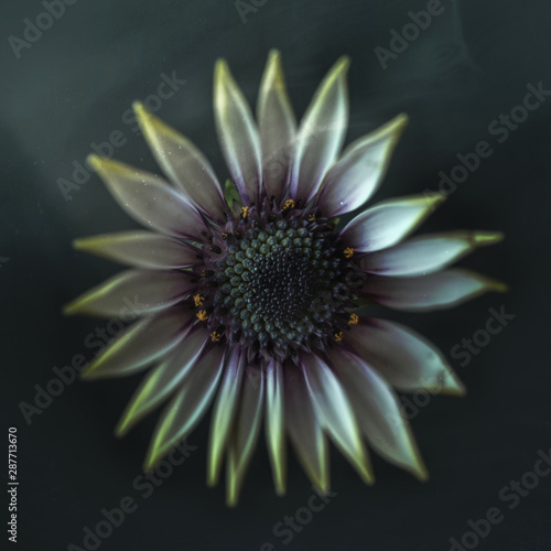 white flower, vintage, close-up