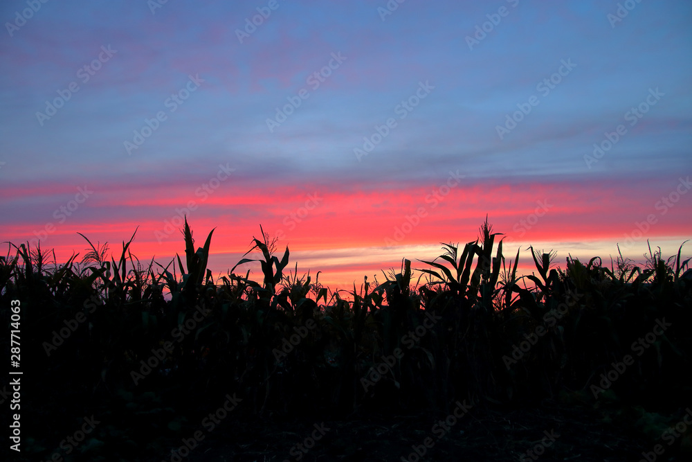 Silhouettes of plants against the backdrop of a red-pink sky at sunset.