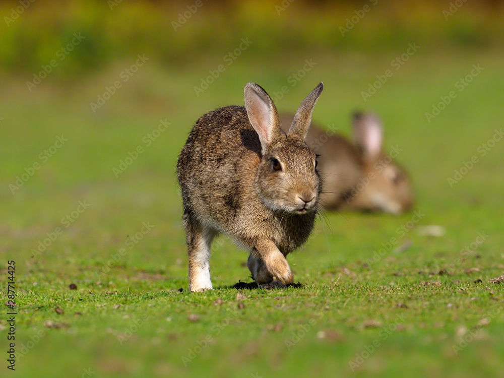 Fototapeta premium Rabbit, Oryctolagus cuniculus,