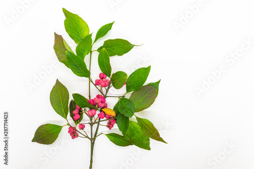 Red Cascade spindle tree twig