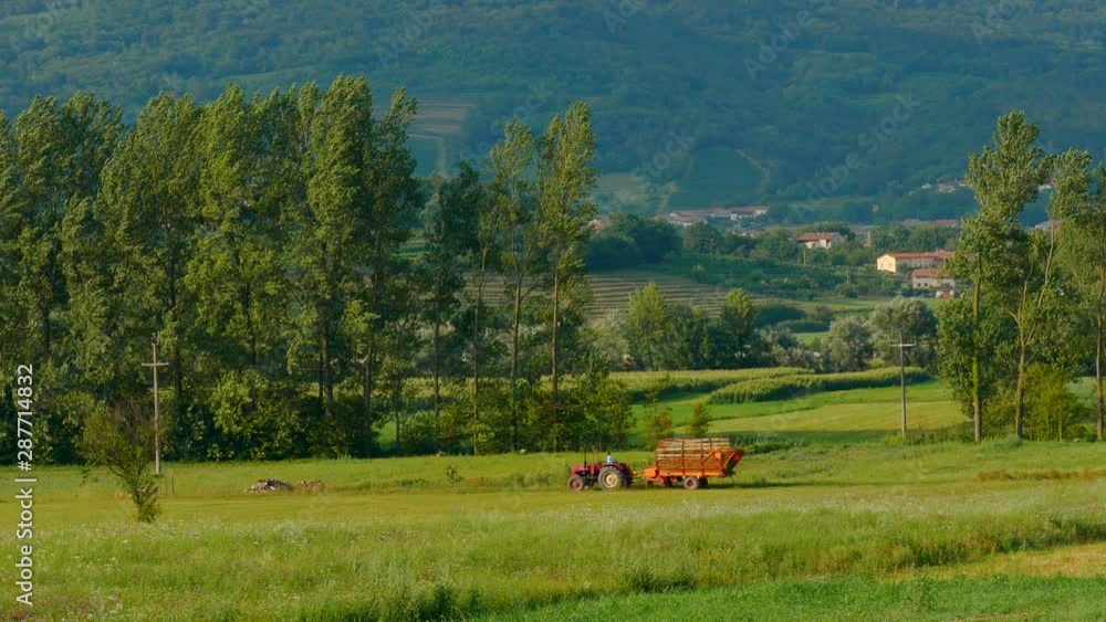 farmer drives home the harvesting with a tractor dog is running behind the loader farmer drives home the harvesting with a tractor dog is running behind the loader