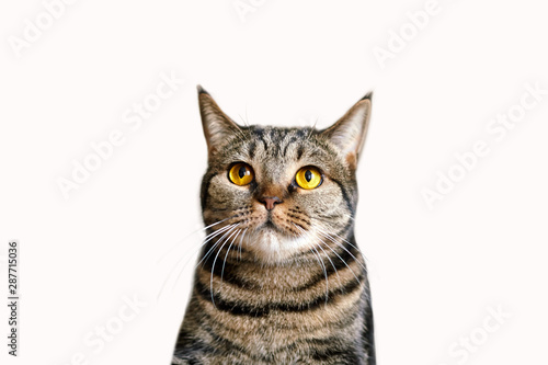 The head of british short hair cat with bright yellow eyes looking up. Tabby color сute cat isolated on white background. Copy space.