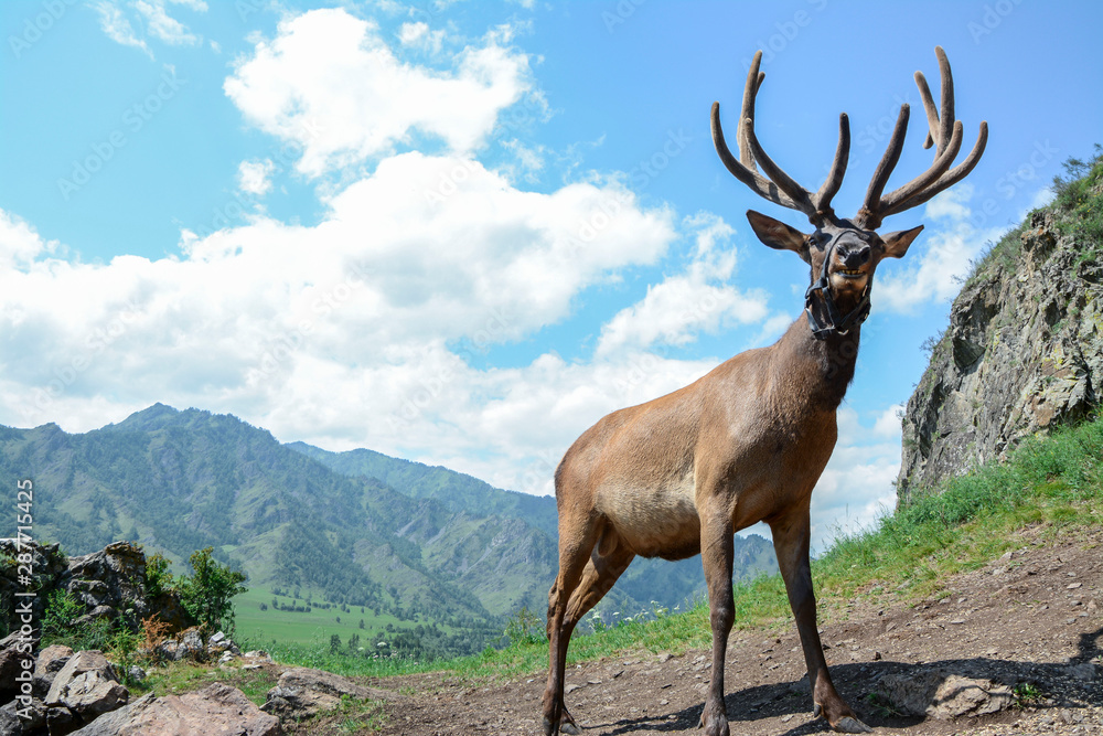 Obraz premium maral with big horns walks in the mountains