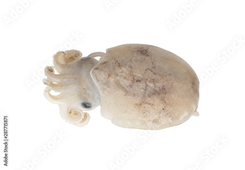 Raw squid isolated on white background