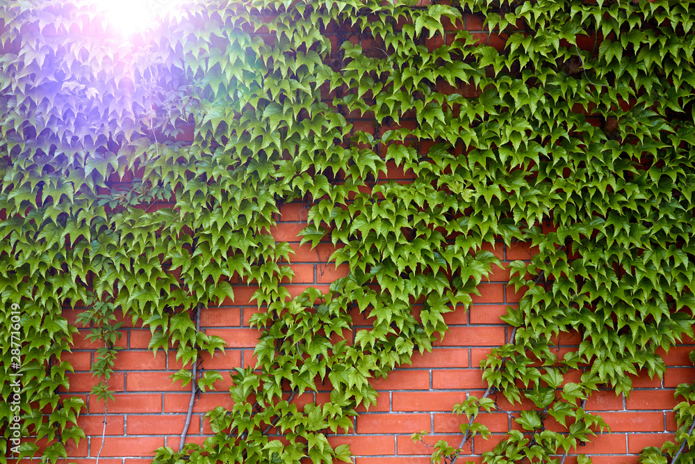 Red brick wall with ivy (edera - ivy and parthenocissus - virginia creeper) Red brick wall with ivy (edera - ivy and parthenocissus - virginia creeper)
