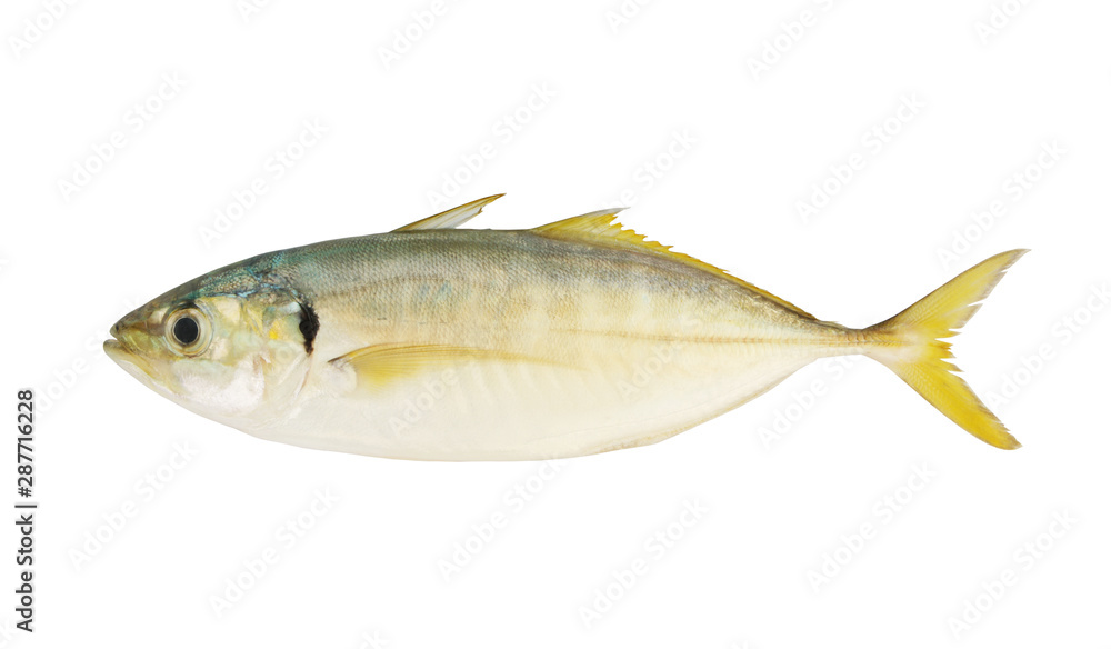Yellowtail scad fish isolated on white background Yellowtail scad fish isolated on white background