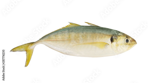 Fresh horse mackerel fish isolated on white background