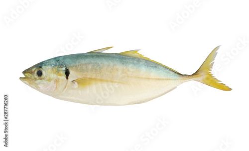 Raw yellowtail scad fish isolated on white background
