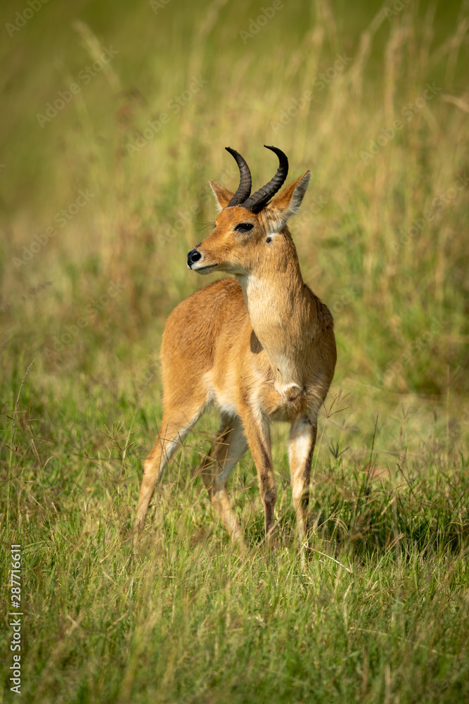Reedbuck stands in long grass turning head Reedbuck stands in long grass turning head