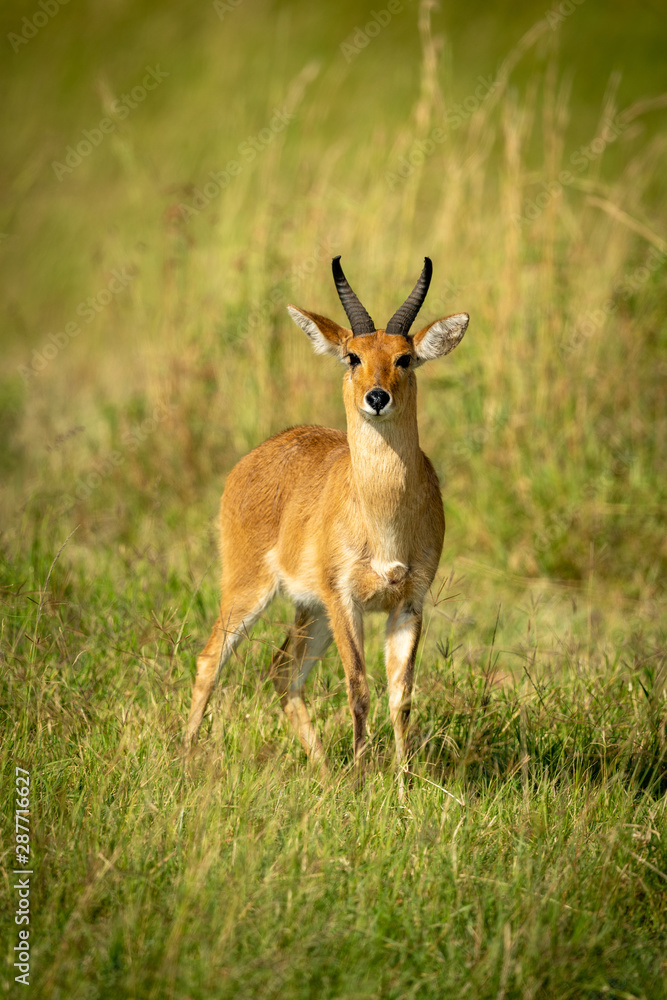 Reedbuck stands in long grass watching camera Reedbuck stands in long grass watching camera