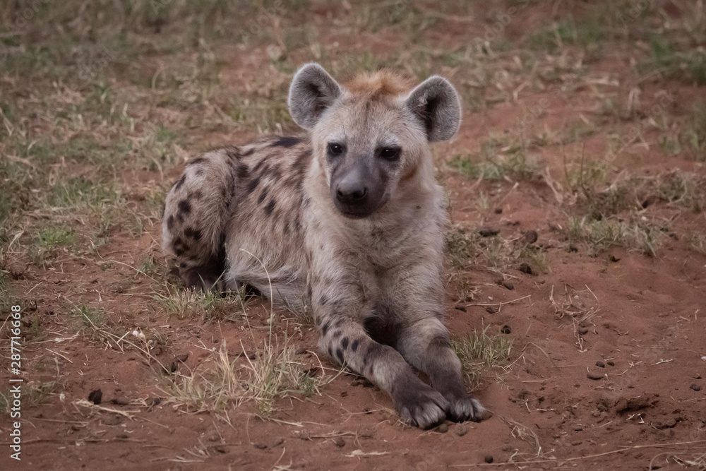 Spotted hyena lies on grass watching camera Spotted hyena lies on grass watching camera