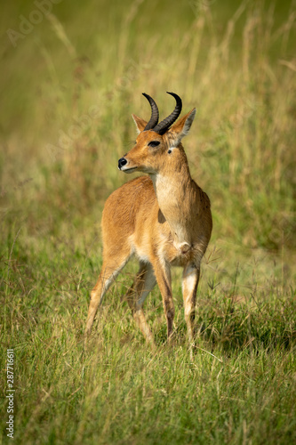 Reedbuck stands in long grass turning head