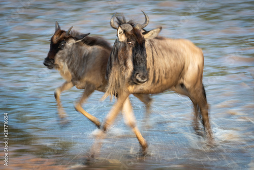 Slow pan of blue wildebeest crossing water