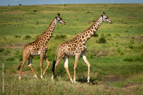 Two Masai giraffe cross savannah in sunshine