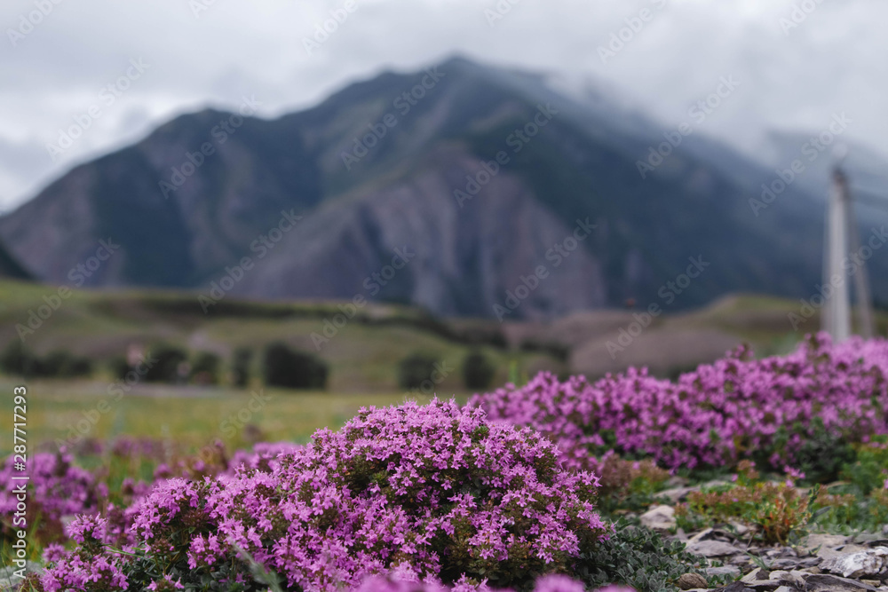 Pink flowers, herb thyme. Landscape mountain with hills with field of flavoring thyme Pink flowers, herb thyme. Landscape mountain with hills with field of flavoring thyme