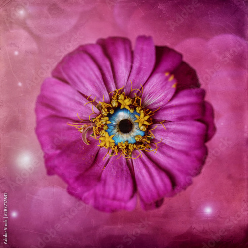 zinnia pink with blue eye, surreal
