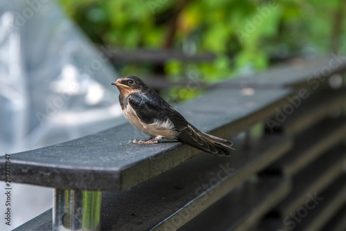 Swallow seat in the garden