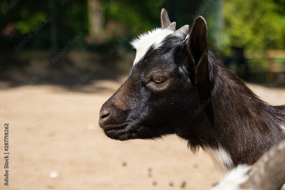 Fototapeta premium Very cute goat, alone and with its mom