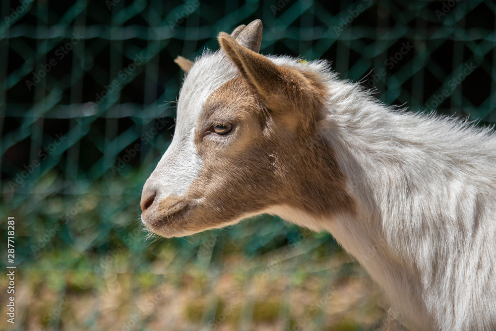 Fototapeta premium Very cute goat, alone and with its mom
