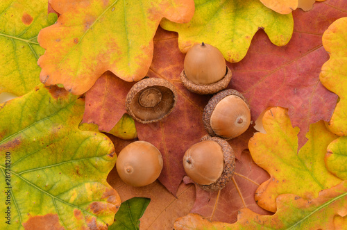 Dried acorns on autumn leaves.