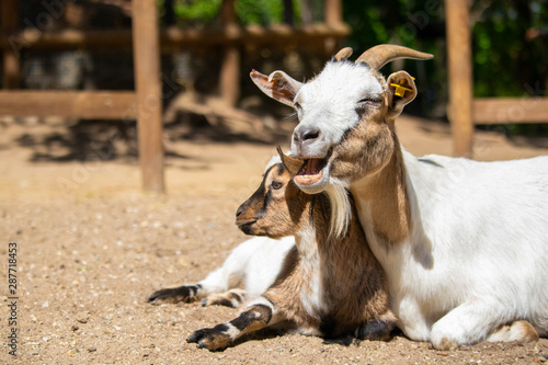 Very cute goat, alone and with its mom