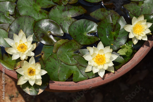 Mini Water Lily In The Bowl Top View 手水鉢で育てるミニ睡蓮の花 ミニ盆栽 真上からのビュー Stock Photo Adobe Stock