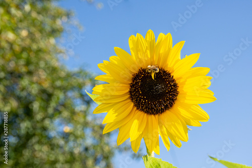 Sunflower in late summer in the garden
