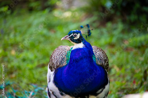 Wallpaper Mural majestic colorful peacock in a beautiful day Torontodigital.ca