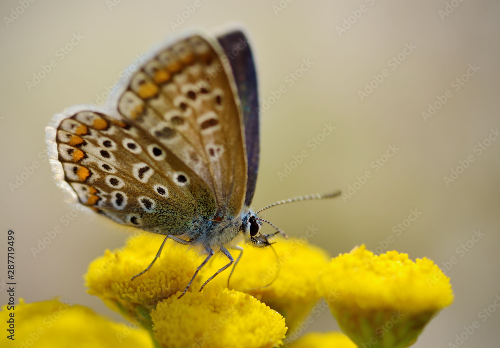 Butterfly drinks nectar from a flower. Butterfly drinks nectar from a flower.