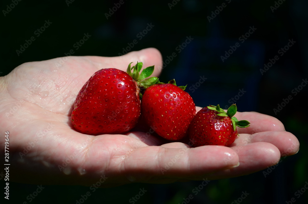 Obraz premium beautiful ripe strawberries on a female palm