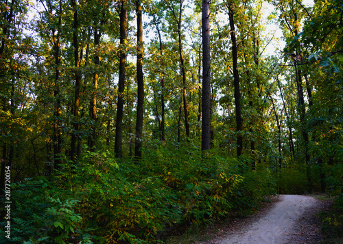 Landscape in the forest at the beginning of autumn  yellow and green leaves. selective focus    